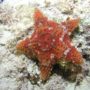 redstarfish