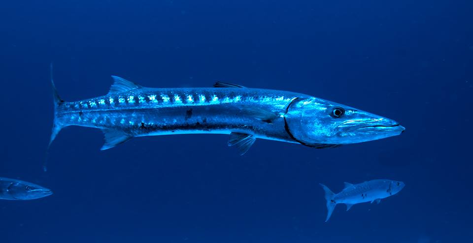 The Great Barracuda swim with divers in Cozumel - Dive ...