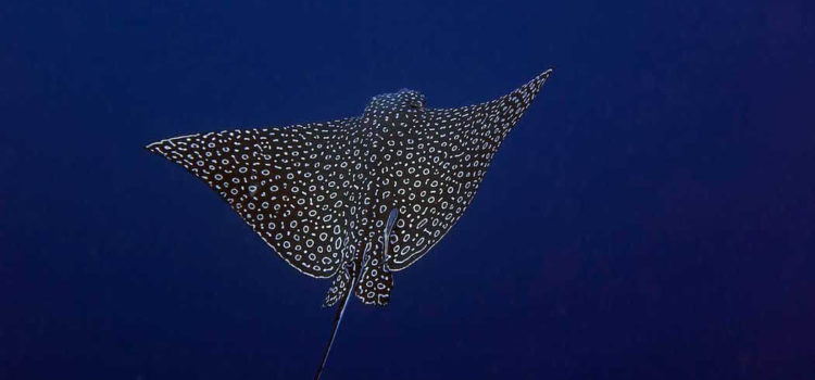 Dive Paradise Takes Giant Stride with Cozumel Ocean Research Dive Paradise Takes Giant Stride with Cozumel Ocean Research